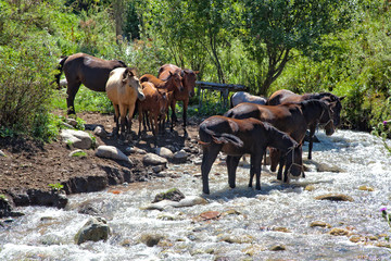 Pferde am Fluss