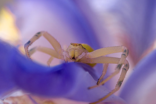 Crab spider on flower