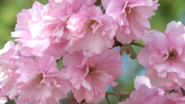 Beautiful pink sakura flowers bloom in the botanical garden in the spring close-up with zooming effect