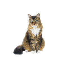 Fototapeta premium Big cat sitting on white background