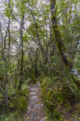 Whakapapa natural walk in Tongariro National Park, North Island, New Zealand.
