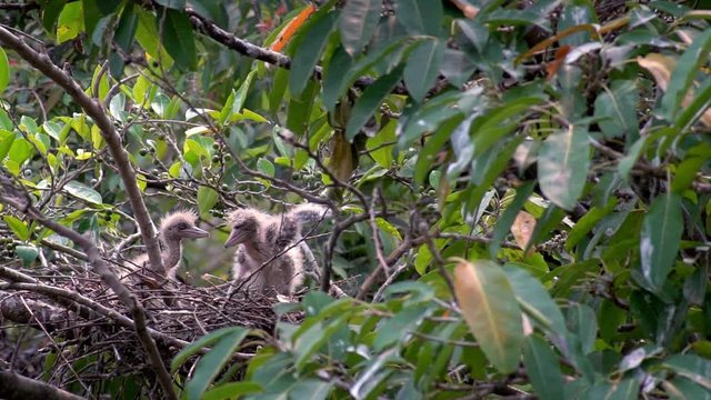 Slow Motion of adults birds Nycticorax nesting in spring. Black-crowned night heron take care the nest and chicks on tree of the lake at the Daan Forest Park in Taipei city, Taiwan-Dan