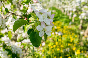 Blooming apple tree in spring time.