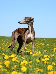 beautiful galgo is standing on a field with dandelions