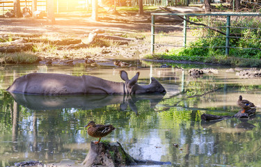 Hippopotamus in the zoo.