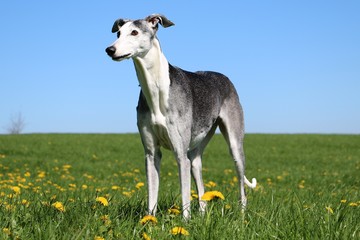 Fototapeta premium beautiful galgo is standing on a field with dandelions