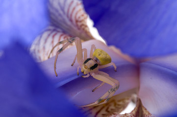 Crab spider on flower