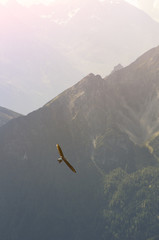 Extreme sport hang gliding. The glider flies among the mountain peaks in the rays of the bright sun in the Alps.