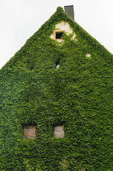 The large old brick house is fully covered with ivy or vine. Nuremberg, Germany