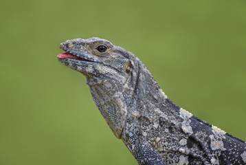 Black Spiny-tailed Iguana - Ctenosaura similis, large lizard from Central America forests, Costa Rica.