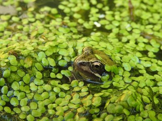 Frog in weed