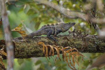 Black Spiny-tailed Iguana - Ctenosaura similis, large lizard from Central America forests, Costa Rica.