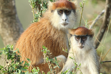 Patas Monkeys, Uganda