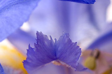Crab spider on flower