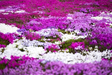 大村市松本つつじ園の芝桜