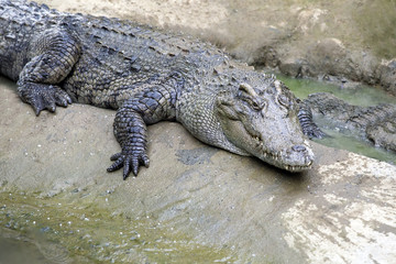 The crocodile lying on the river bank.Safari concept.
