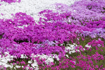Obraz premium 大村市松本つつじ園の芝桜
