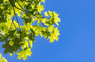 Branch of Maple Tree and blue Sky as background