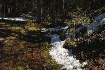 Naklejka na ściany i meble Melt water streams in coniferous forest
