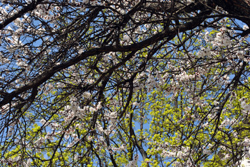 Apricot tree blossom on silver maple tree green blossom and blue spring sky background