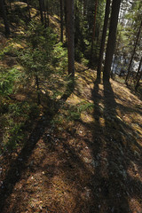 Spring in the coniferous forest