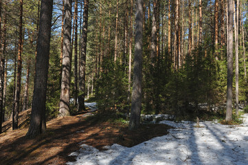 Spring in the coniferous forest