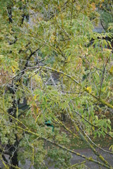 Просто лето