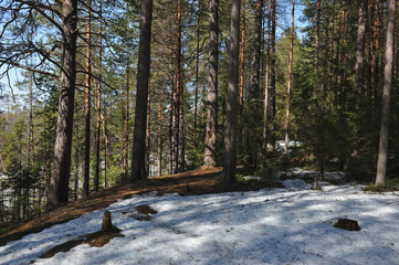 Spring in the coniferous forest