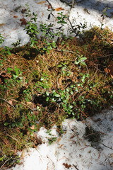 Cranberry in beginning spring.