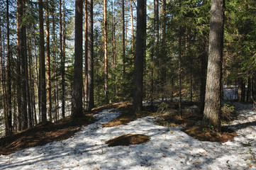 Spring in the coniferous forest