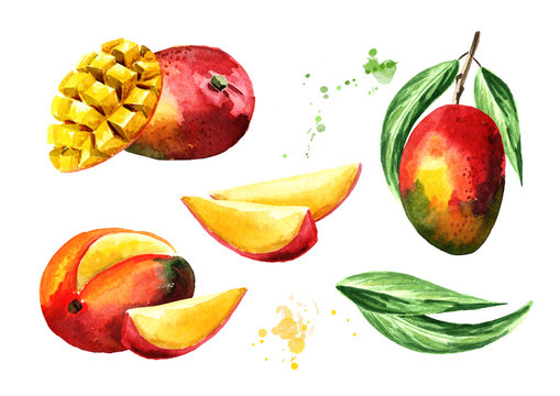 Mango composition set. Watercolor hand drawn illustration  isolated on white background
