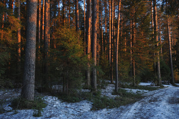 The red sunset spots of light on trees.