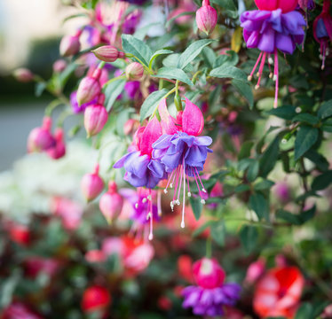 Close up of purple fuchsia flowers, outdoor nature