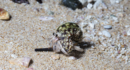small hermit crab on the beach