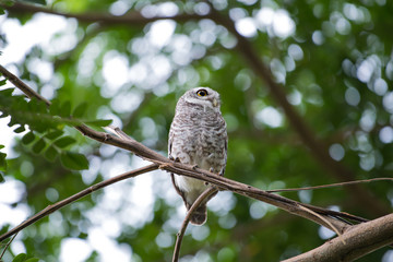 spotted owl in Thailand