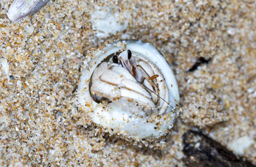 small hermit crab on the beach