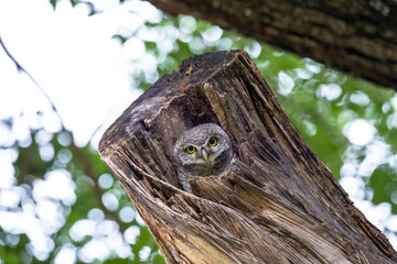 spotted owl in Thailand