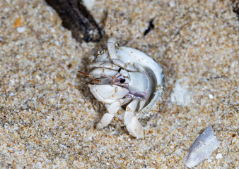 small hermit crab on the beach