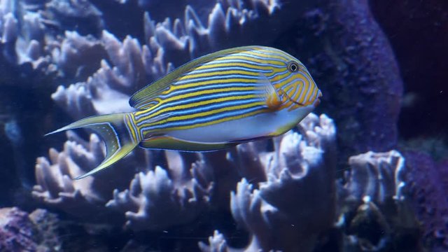 Blue banded surgeonfish (Acanthurus lineatus), also known as the zebra surgeonfish. Tropical fish in the marine aquarium.