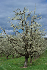 Abundant spring blossom in manicured plum tree orchards near Villeneuve-sur-Lot, Lot-et-Garonne, France