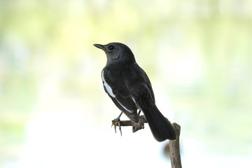 Oriental magpie robin