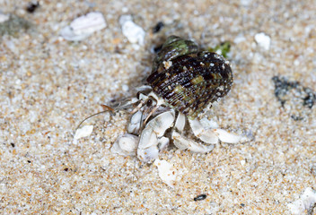 small hermit crab on the beach