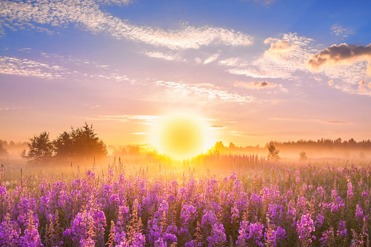landscape with sunrise and blossoming meadow © yanikap