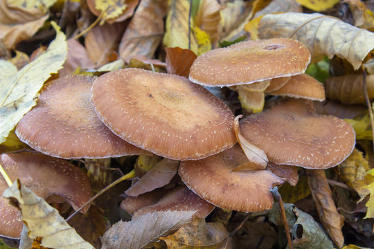 summer honey mushrooms