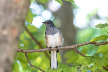 Oriental magpie robin