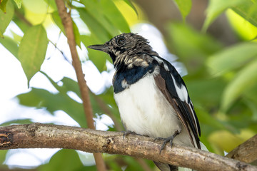 Oriental magpie robin