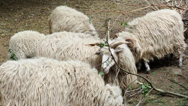Wallachian sheep (Ovis orientalis aries)