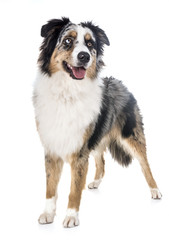 australian shepherd in studio