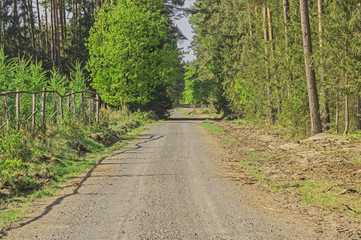 Leśna droga. 