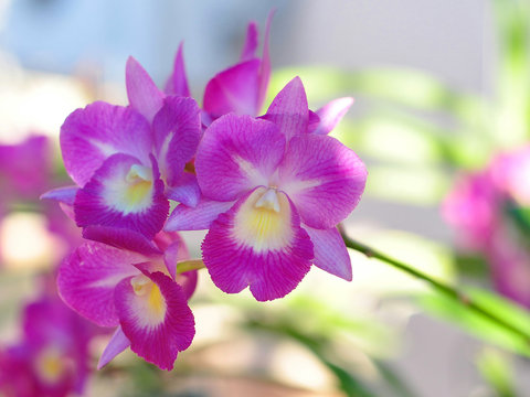 Purple orchid holds beautiful bouquet.